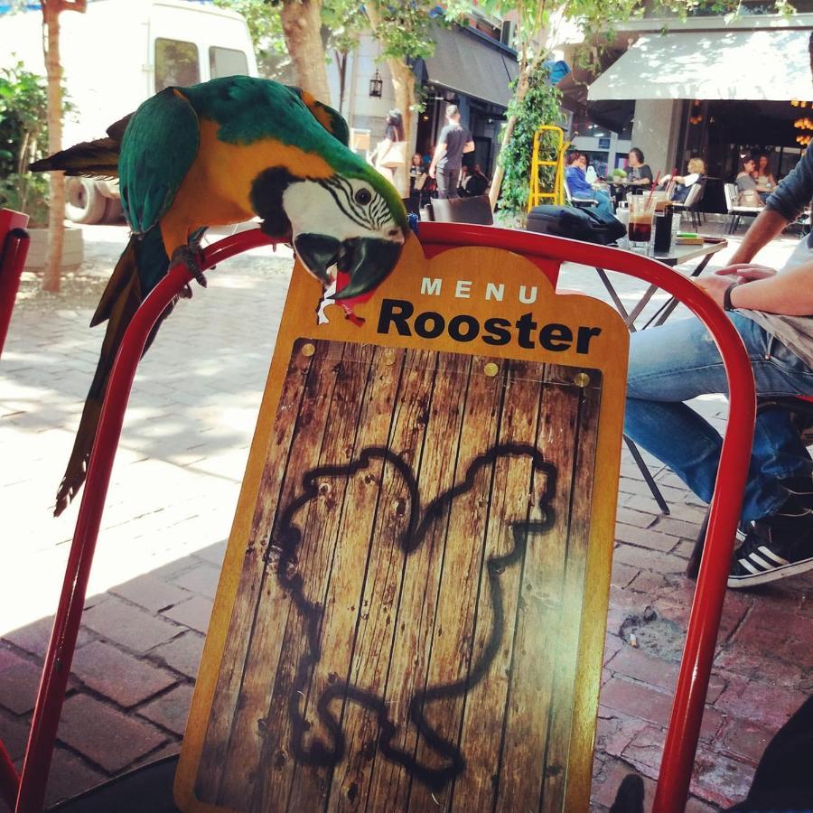 Rooster Suites Ateny Zewnętrze zdjęcie